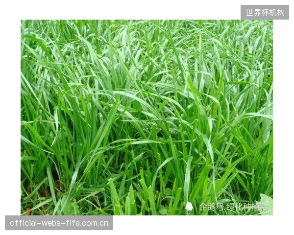 马丁内斯团队启动草皮适应性预案，应对北美赛场天然与人造草混合挑战。